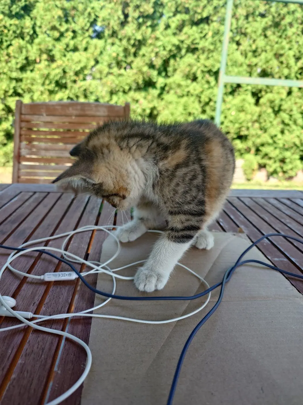 Gata deitada numa mesa de madeira a brincar com fios de auscultadores