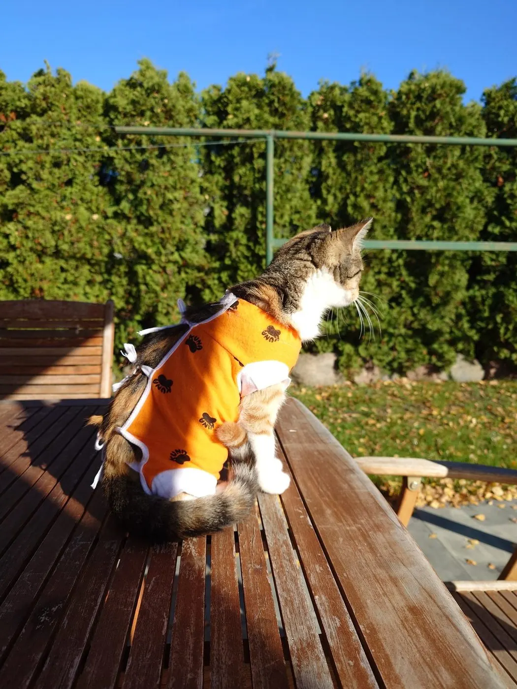 Gata com uma camisola laranja ao sol, sob céu azul