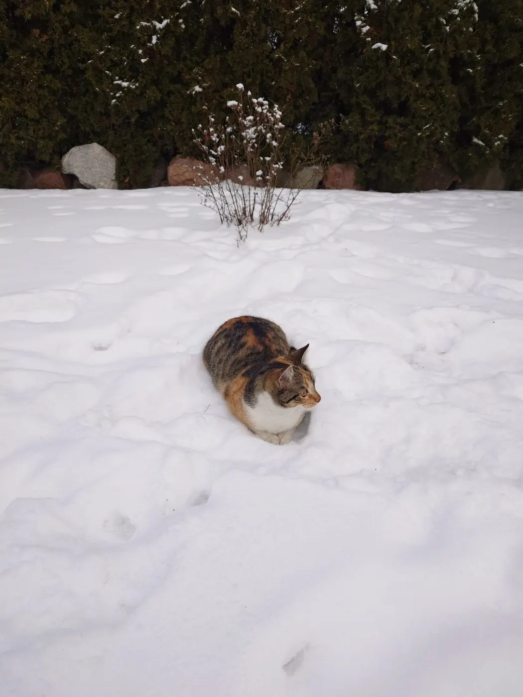 Gata sentada na neve, junto a uma sebe