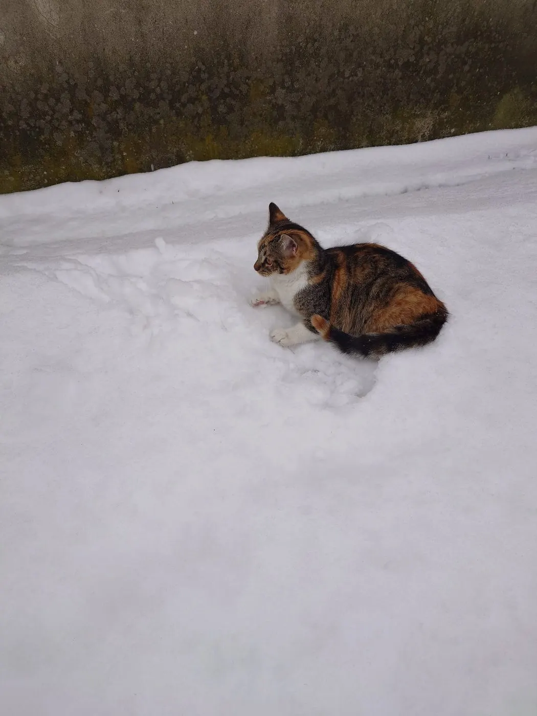 Gata a caminhar na neve funda