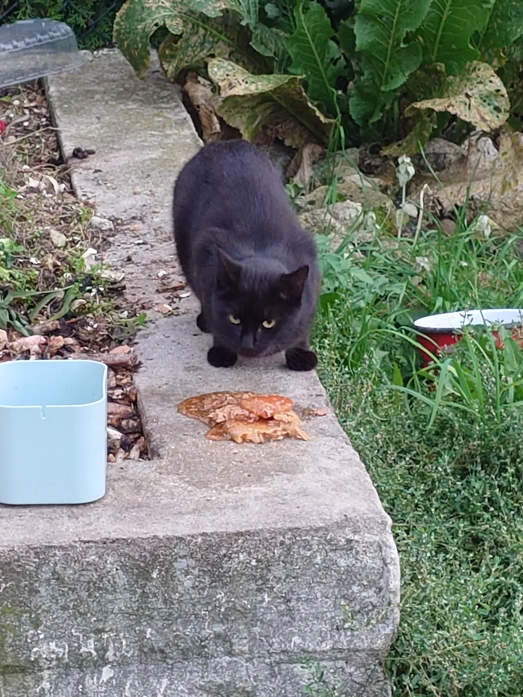 A Kitty, gata preta, a olhar para a câmara sobre um muro de cimento, com comida à frente