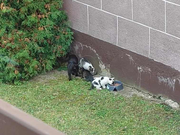 A Kitty e três gatinhos a comer junto à parede da casa, ao lado de uma sebe