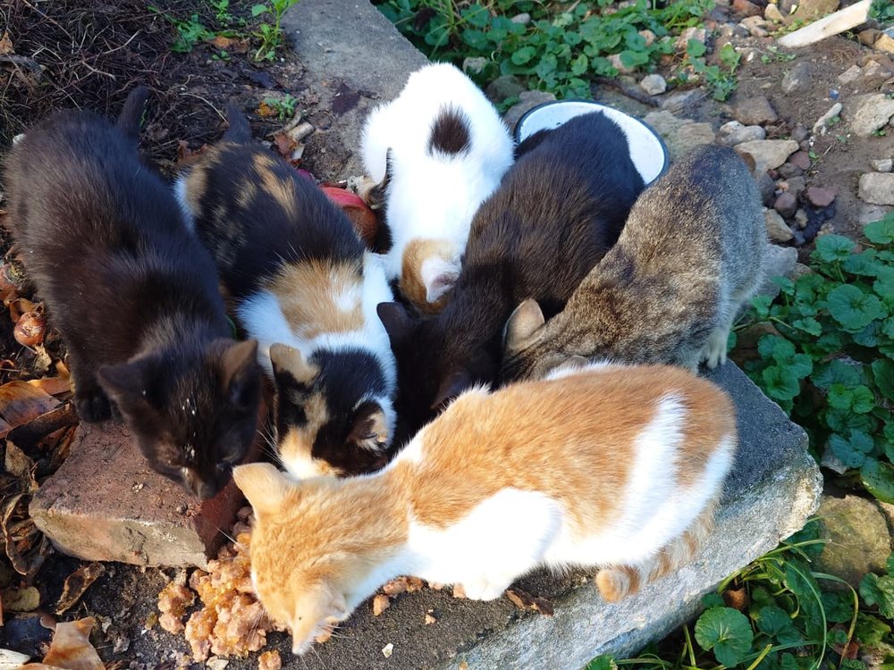Os Amigos da Tuga a comer junto ao comedouro do jardim